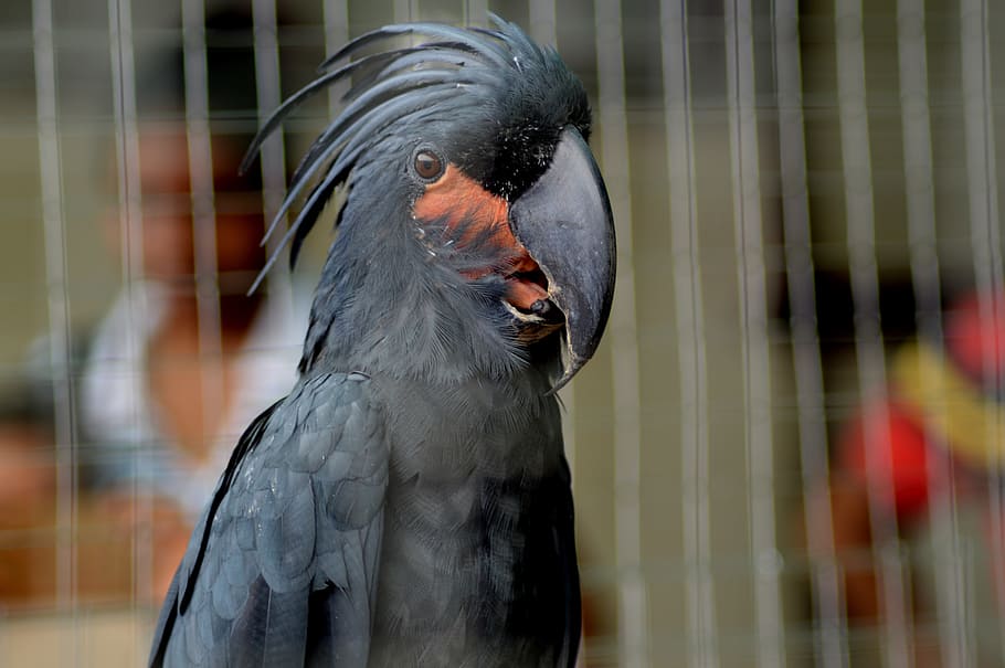 black macaw, parrot, bird, blackbird, one animal, vertebrate, animal wildlife, animals in the wild, animals in captivity, close-up
