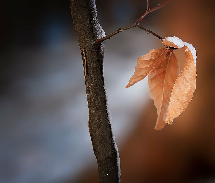 marrón, hoja, nieve, fotografía de cambio de inclinación, rama, hojas, hojas verdaderas, invierno, naturaleza, cerrar
