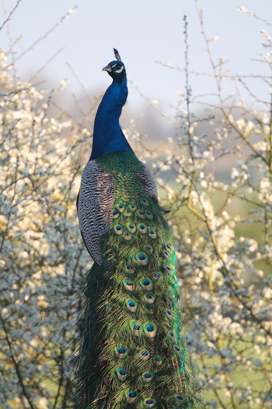 Peacock, Feathers, Blossom, Farm, colourful, blue, peafowl, tail, bird, one animal
