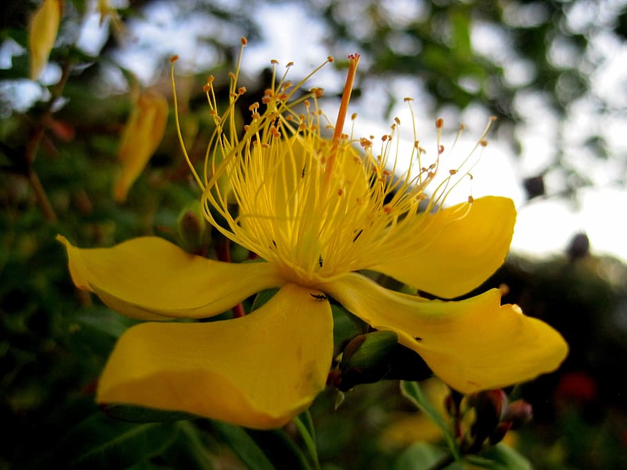 flower, bloom, yellow, dainty, hypericum, st john's wort, herb, medicinal, garden, flowering plant