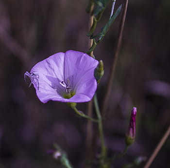 Página 2 | Fotos flor de campanas libres de regalías | Pxfuel