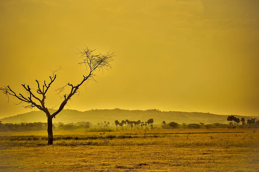 black, tree, white, sky, dry, arid, yellow, nature, landscape, desert