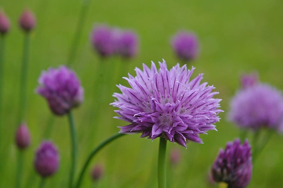 Chives, Blossom, Bloom, Purple, purple flower, nature, close, herbs, healthy, herb butter