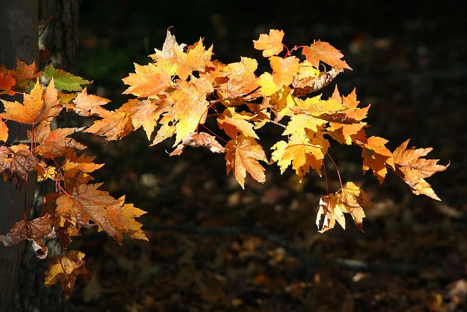 Amarillo, hojas, arce, otoño, hojas amarillas, colorido, iluminado por el sol, hoja, naturaleza, color naranja