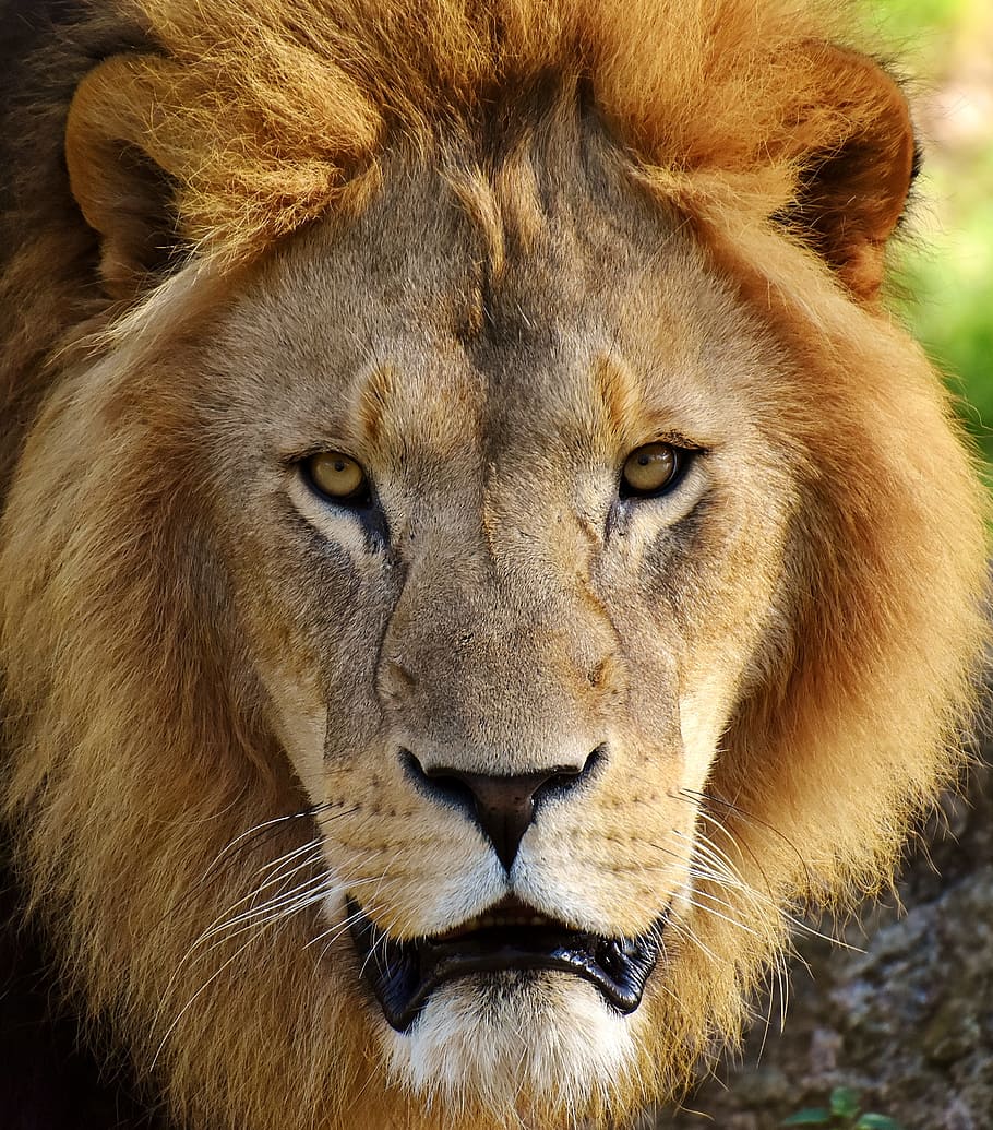 wildlife photography, lion, predator, dangerous, mane, cat, male, zoo, wild animal, africa