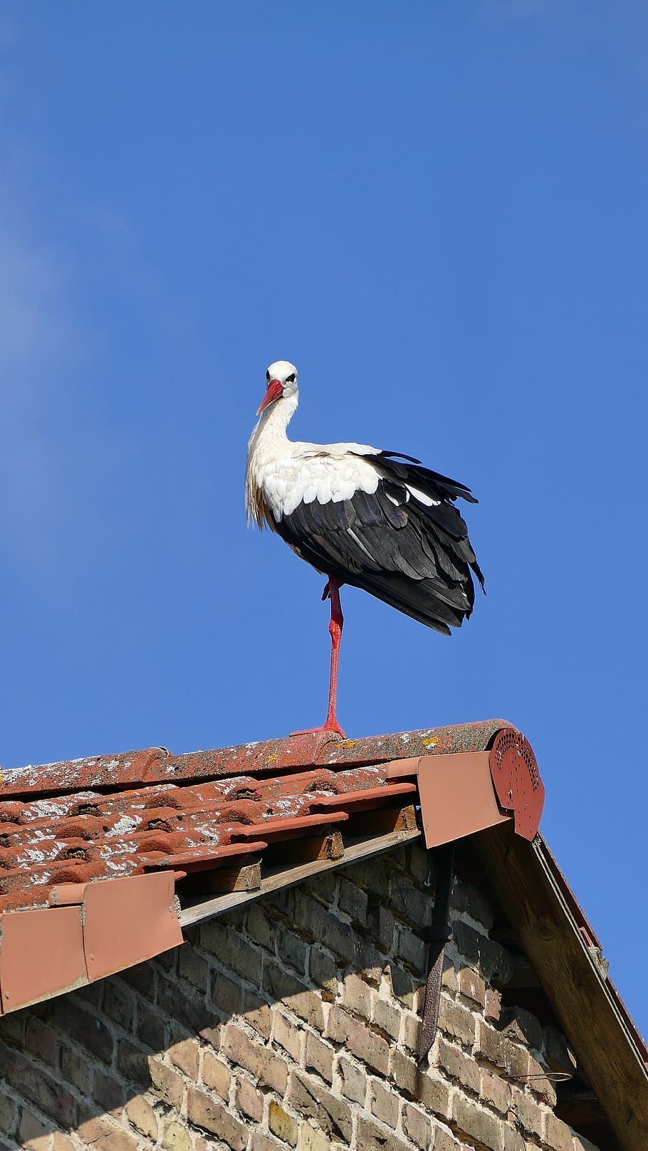 stork, roof, bird, nature, sky, blue, summer, animal themes, animals in the wild, animal wildlife