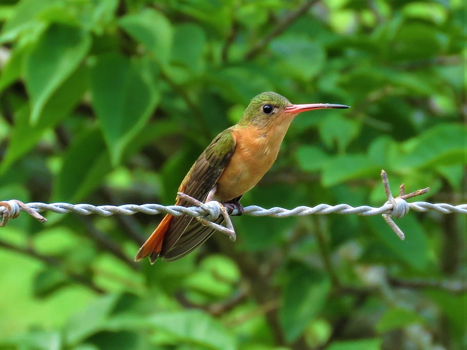 colibrí, pájaro, encaramado en un cable, Temas de animales, animal, fauna silvestre, vertebrados, aves, animales salvajes, un animal