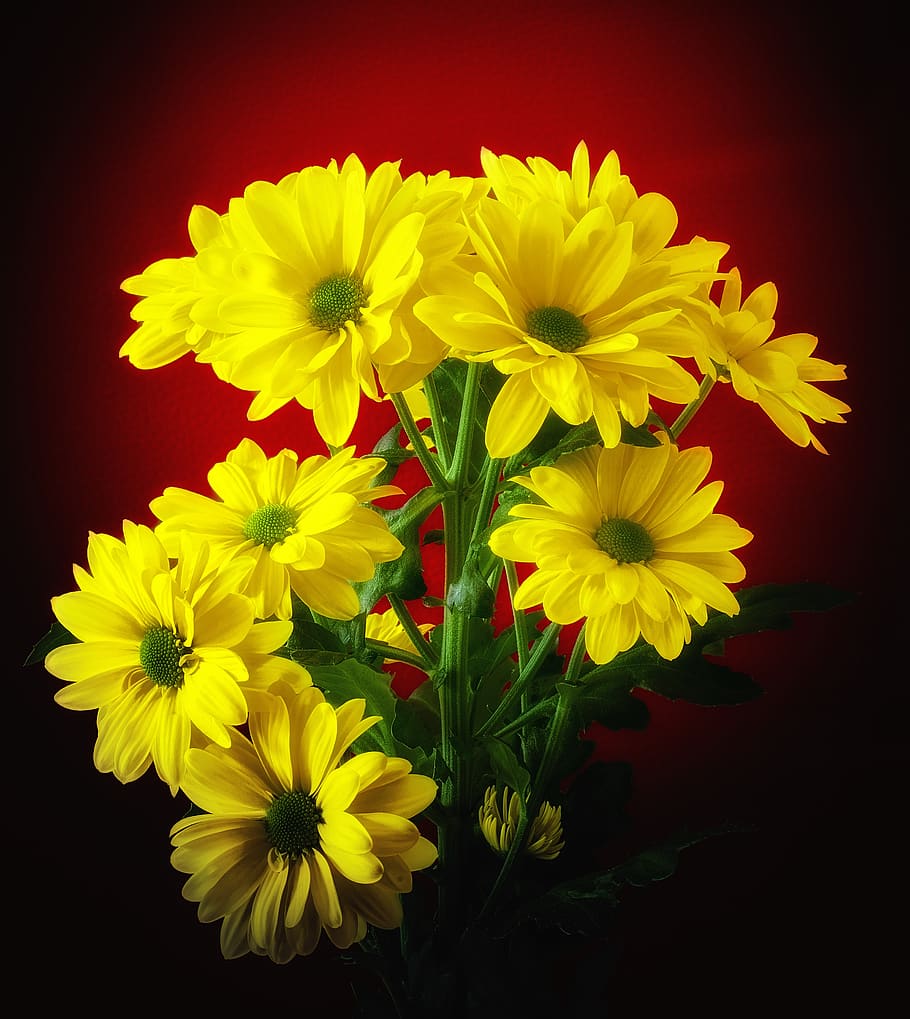 flower, plant, nature, bright, bouquet, marguerite, schnittblume, decorative, yellow, blossom