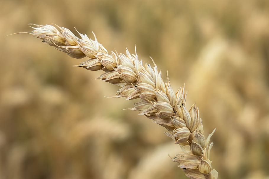trigo, cereais, grãos, milharal, campo de trigo, agricultura, campo, arável, verão, colheita
