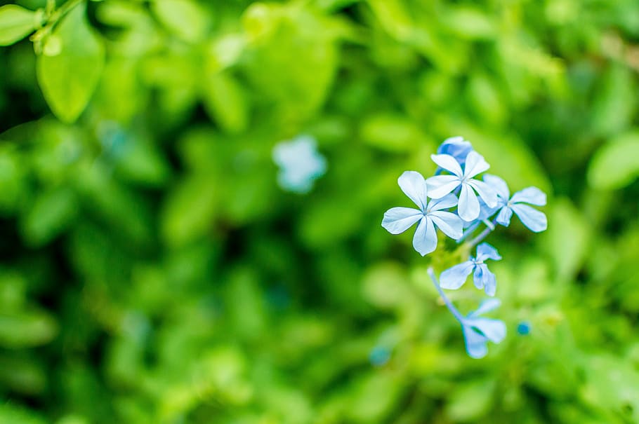 shallow, focus photography, blue, flowers, forget-me-not, flower, blossom, green, plant nature, plant