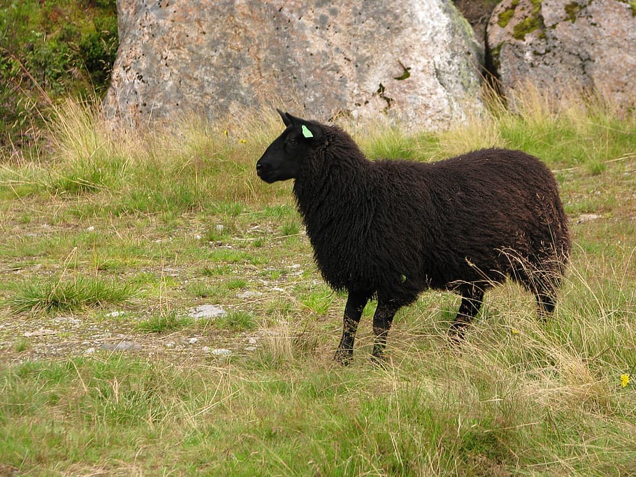 sheep, black sheep, animal, livestock, countryside, flock, animal themes, one animal, grass, mammal