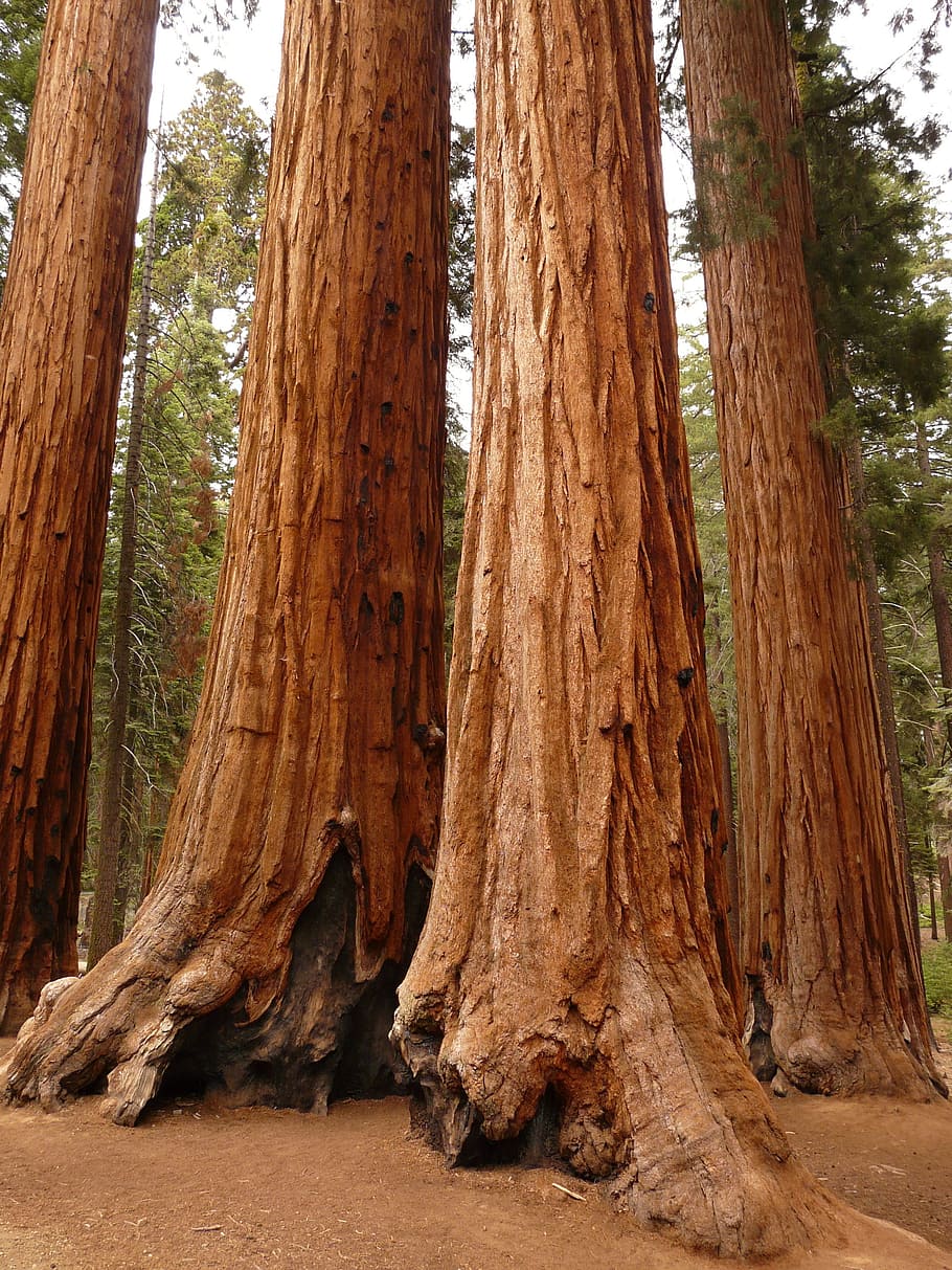 brown trees, tree, sequoia, wood, bark, huge, tribe, trunk, tree trunk, plant