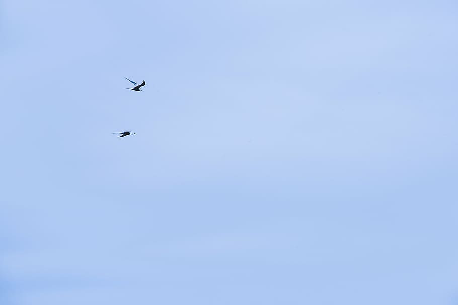 baixo, foto de ângulo, silhueta, pássaros, voando, céu, dois, claro, azul, animais