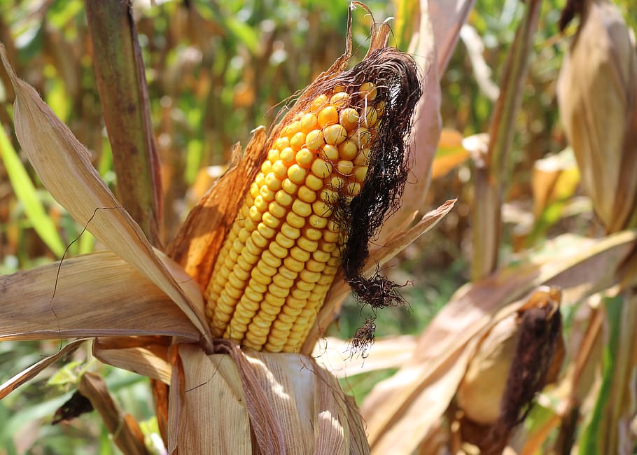 corn, crops, farm, harvest, food, plant, field, maize, country, rural