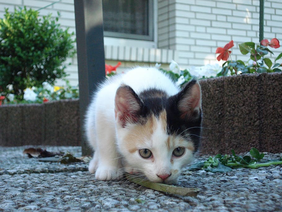 calico, kitten, licking, wood, ground, behind, bar, brick wall house, cat, portrait
