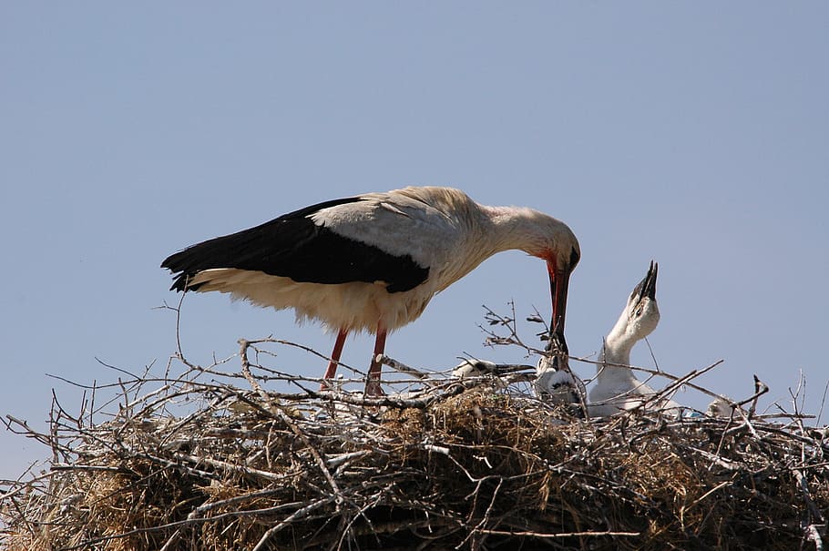 Mother And Baby, Nutrition, Wild, Stork, bird, animal wildlife, animals in the wild, animal, young bird, day