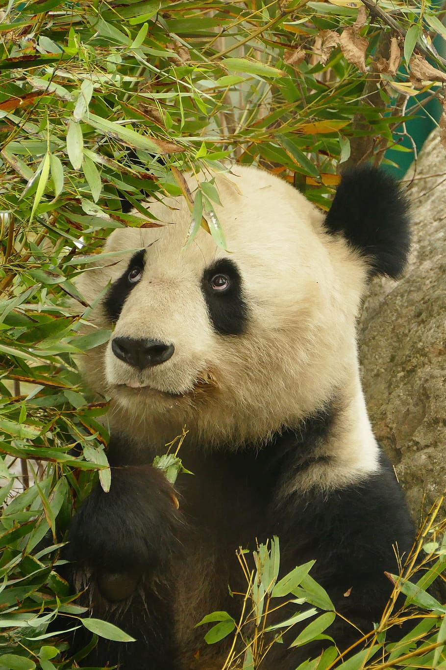 blanco, negro, panda, hierba de bambú, animales, oso, mamífero, zoológico, pelaje, lindo