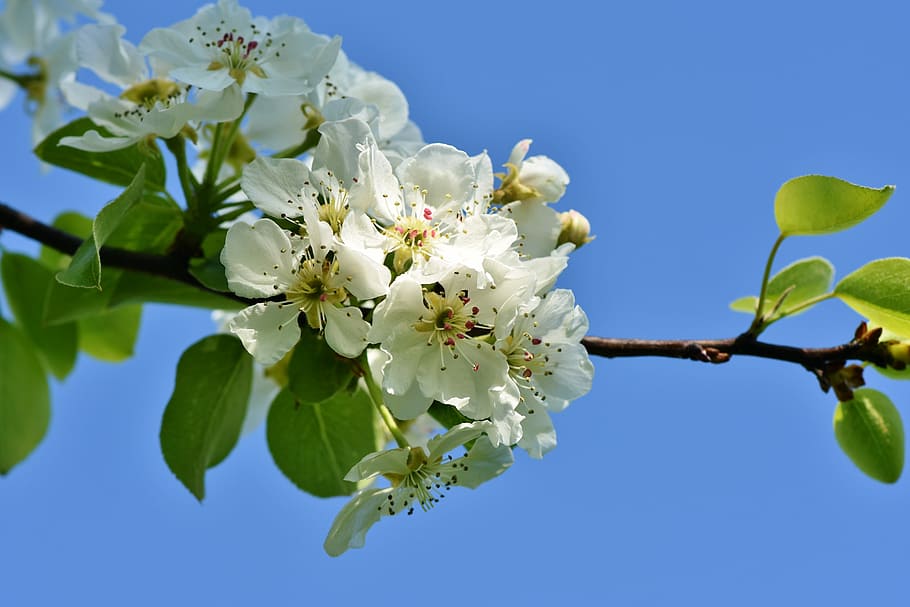 white cherry blossoms, apple blossom, blossom, bloom, apple tree flowers, apple tree, white, branch, tree, fruit tree