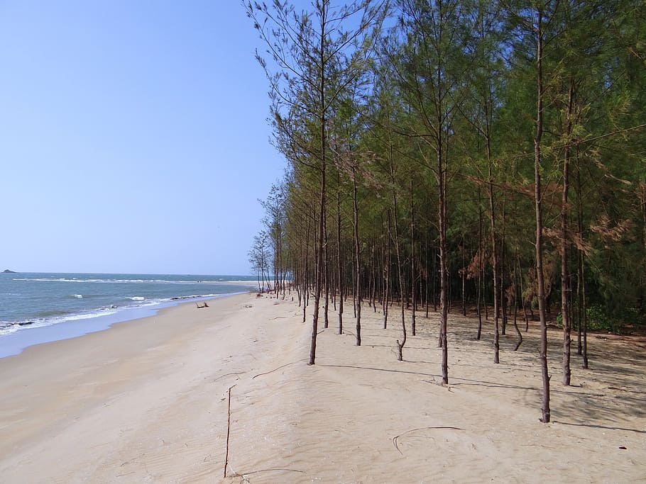 beach, white sand, casuarina forest, arabian sea, karwar, india, tree, land, plant, water