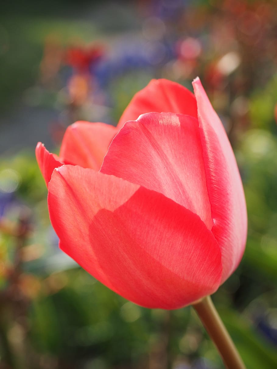 selectivo, fotografía de enfoque, rojo, flor de tulipán, tulipán, flor, primavera, cerrar, colorido, color