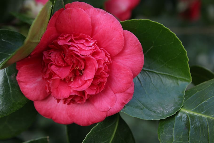 flower, pink flower, camelia, shrub, nature, plant, leaf, garden, beauty in nature, plant part