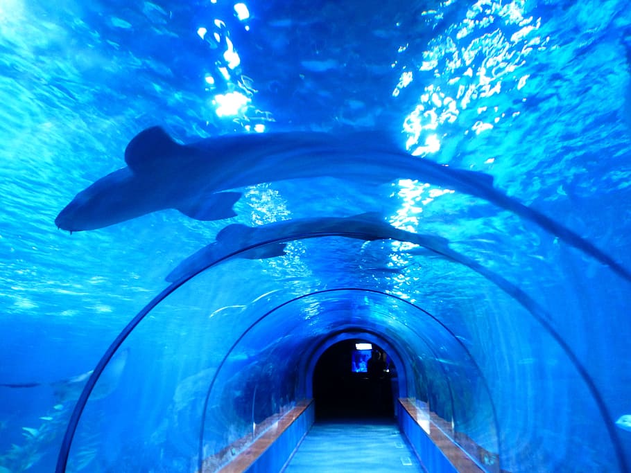 閉じる, 写真, 水族館トンネル, サメ, 魚, 水族館, トンネル, 水中, サメのタンク, 青