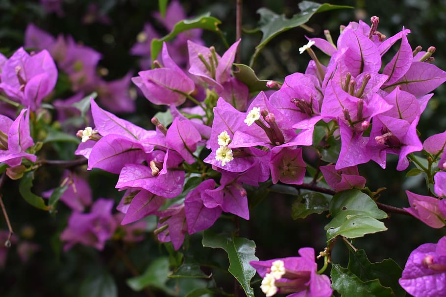 Royalty-free purple bougainvillea flowers photos free download | Pxfuel