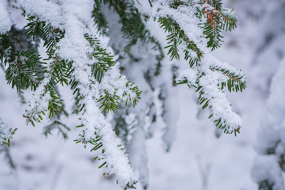 snow, coated, tree, winter, wintry, winter time, aesthetic, conifer, snowy, cold