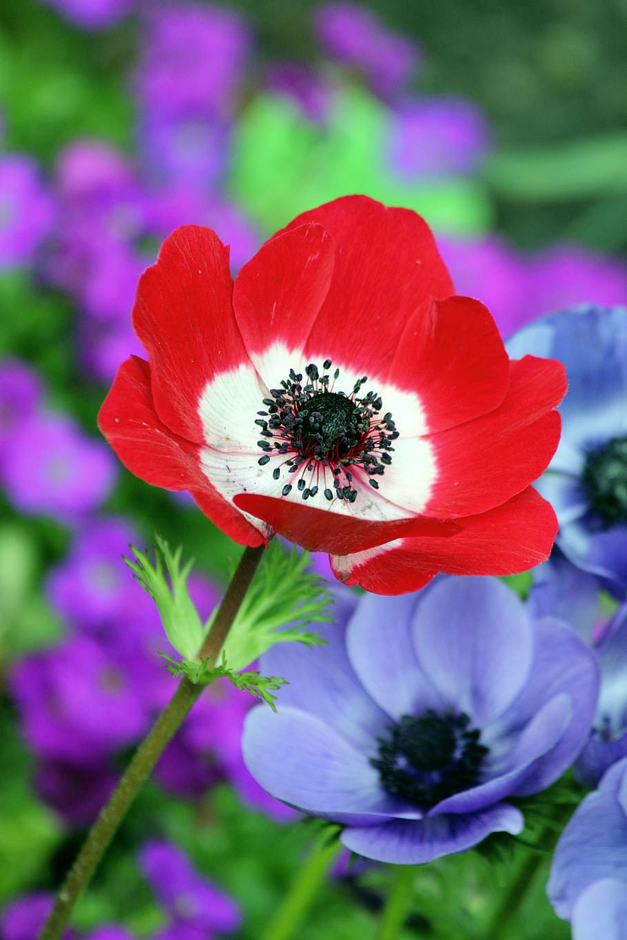 selective, focus photo, red, anemone flower arrangement, poppy, nature, field, spring, summer, flower