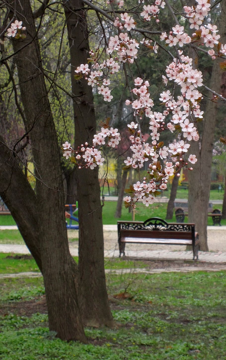 春, 花, 咲く木, 庭, 自然, 季節, ピンク, 白い花, 花びら, ヘラストラウ公園
