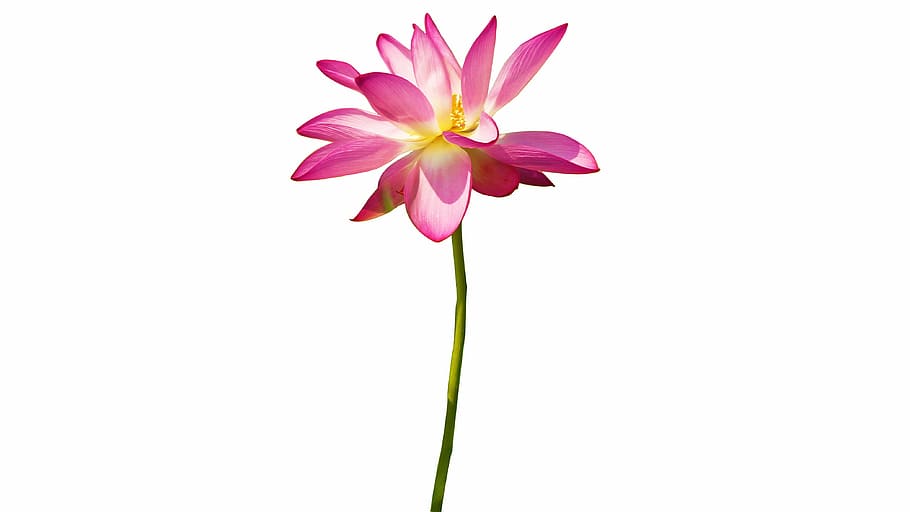 pink, lotus flower, close, photography, cutout, lotus, country, white background, isolated, flower