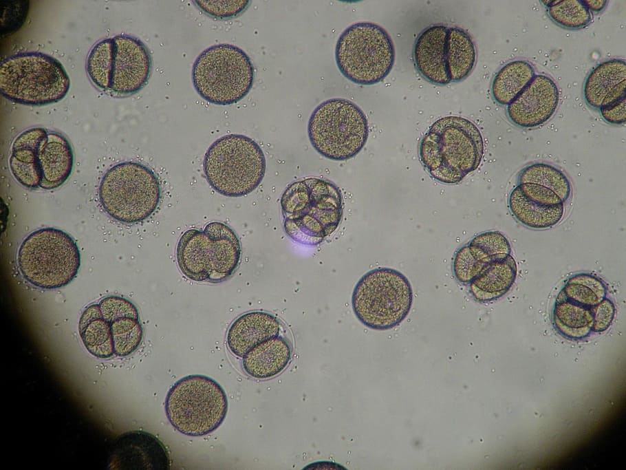 microscopic, bacterias, microscopic organism, microscope, sea urchin, egg splitting, embryo, science, lab, cell
