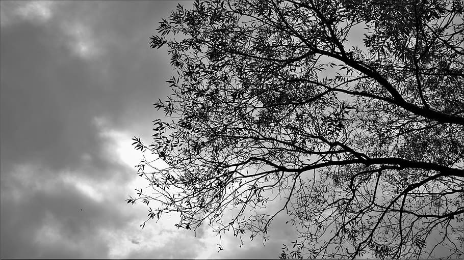 grayscale photo, tree, cloudy, sky, wood, trees, plants, nature, the nature of the, natural