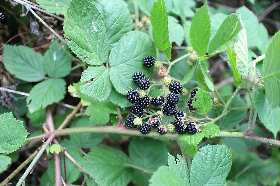 blackberry, forest, s, leaf, fruit, plant part, healthy eating, plant, food and drink, food