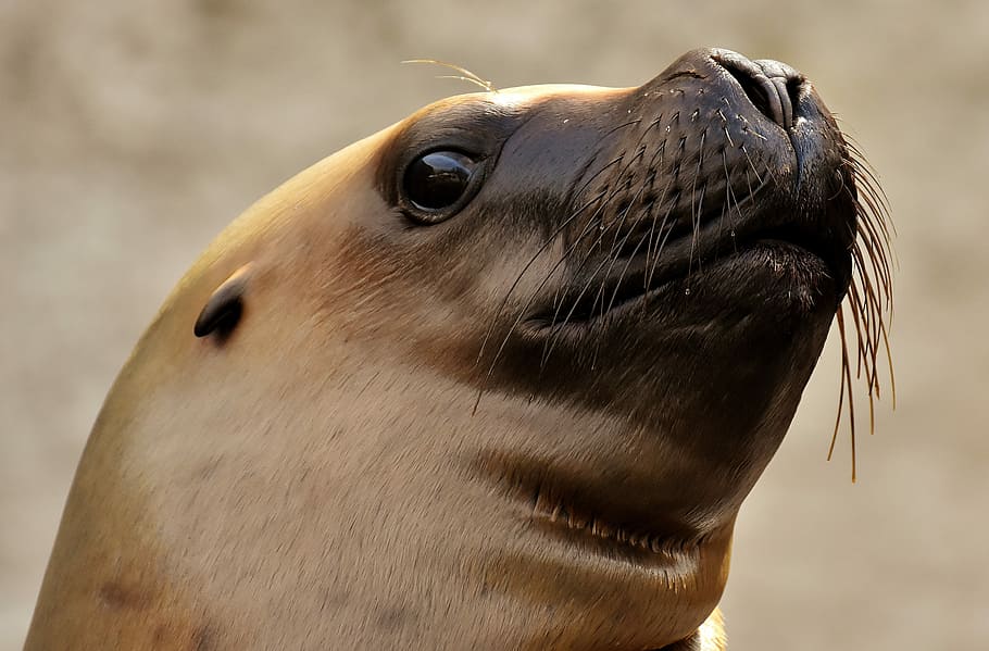 brown seal, seal, sea lion, water, robbe, meeresbewohner, animal, nature, mammal, zoo
