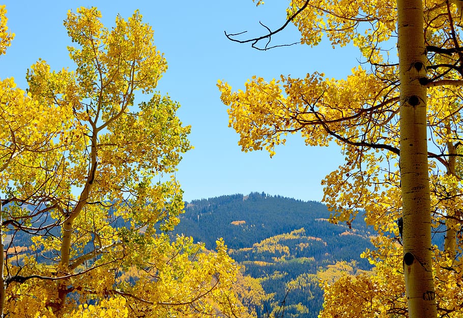 Aspen, Mountains, Colorado, Landscape, autumn, yellow, outdoor, tree, nature, branch