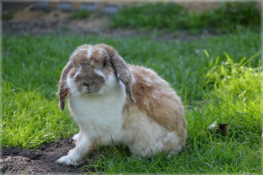 white, brown, rabbit, grass, rodent, farm, zoology, species, environment, nature
