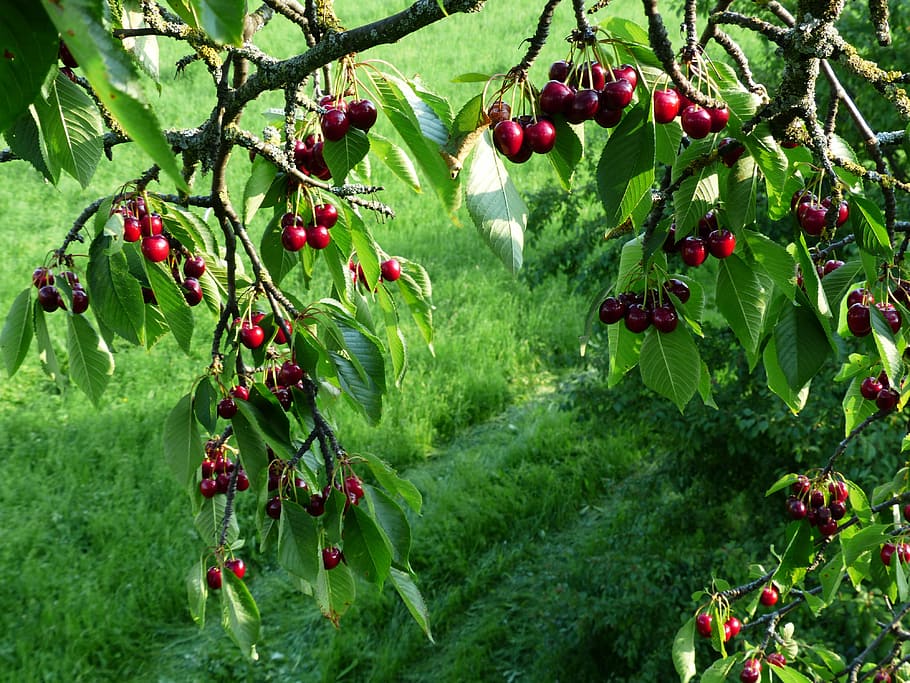 Sweet Cherry, Cherry, Red, Red, Fruit, cherry, red, fruit, healthy, leaves, branch, summer