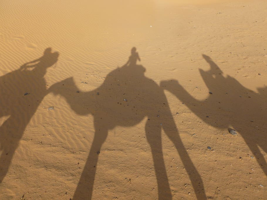 three, camel shadow, sand, morocco, sahara, erg chebbi, desert, shadow, camel, arid climate