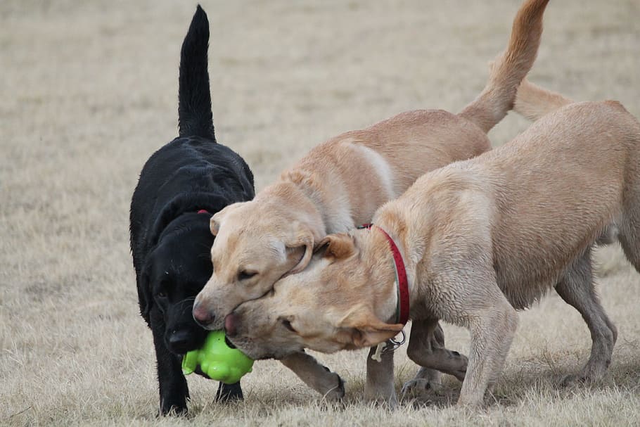 tiga, anak anjing labrador retriever, anjing, bermain, hewan retriever, emas, labrador hitam, bola gigitan, permainan, berkembang biak