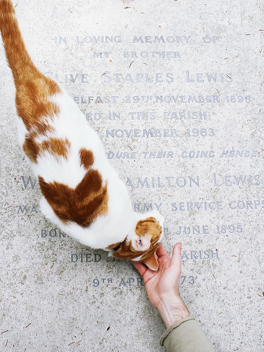 orange, white, cat, person, hand, brown, tabby, gravestone, marble, letters