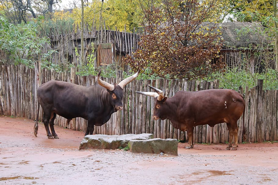 bulls, two bulls, animal, nature, outdoors, couple, together, handsome, relationship, zoo