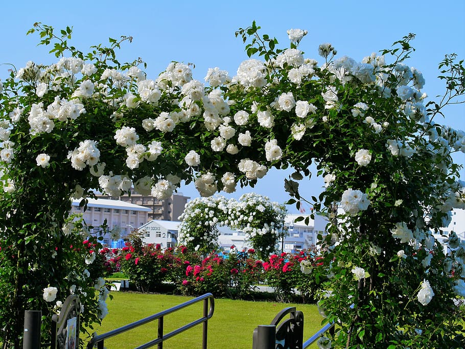 white petaled flowers, France, White, verny park, rose, arch, red, sea, naval base, america