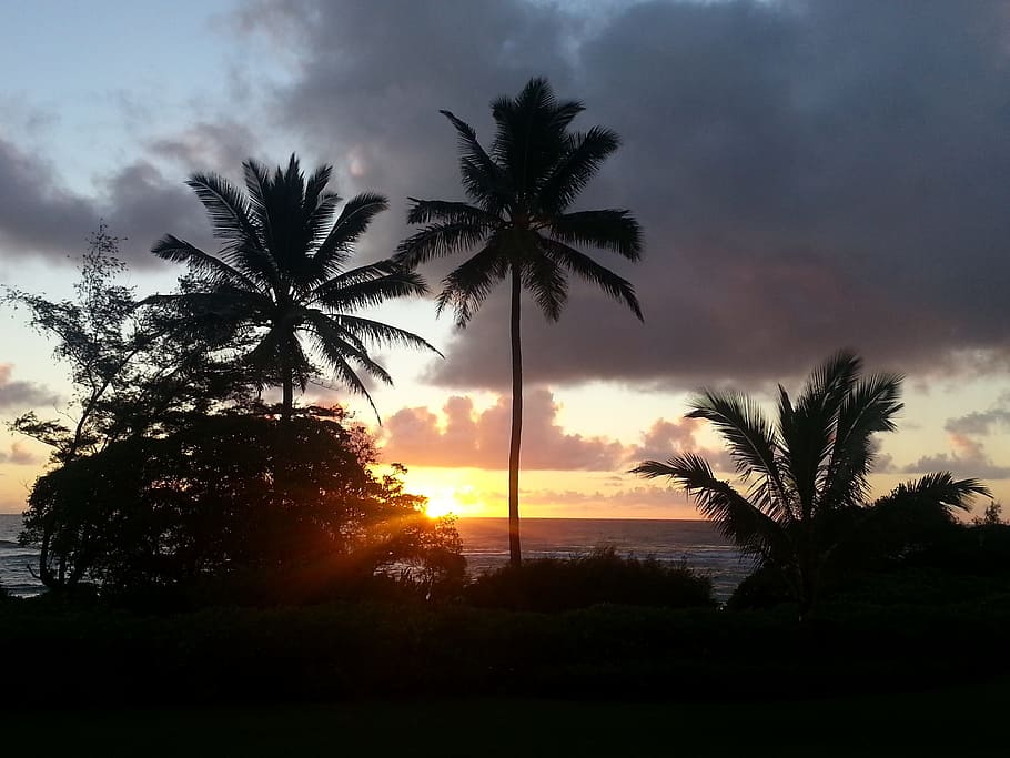 Árvores e pôr do sol, Havaí, Palmeiras, Kauai, Nascer do sol, Nascer do sol kauai, Pôr do sol, Nascer do sol kapaa, Ilha havaiana, Nascer do sol tropical