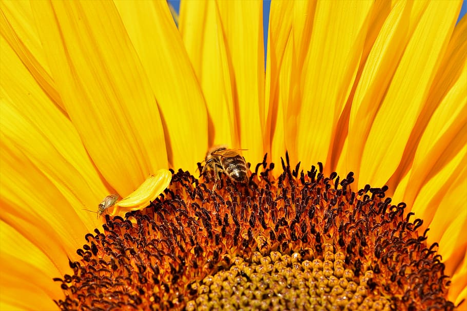 honeybee, sunflower, macro lens photography, sun flower, flower, yellow, blossom, bloom, bees, sprinkle