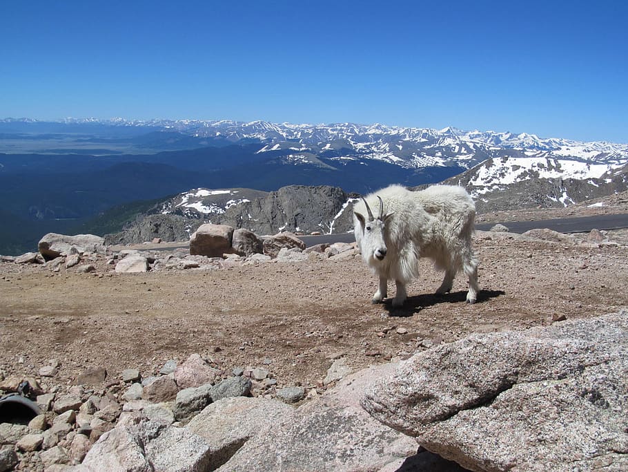 Mt, Evans, Colorado, Cabra, Altitude, montanha, rochoso, natureza, animal, ovelha