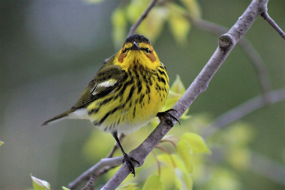 cape may warbler, bird, yellow, warblers, wildlife, colorful, nature, branch, perched, feather