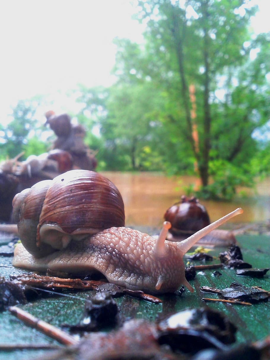 worm, snail, animal, flood, conch, mollusk, mess, group, nature, storm