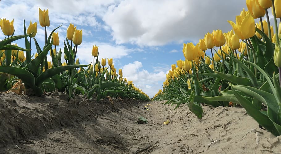 tulips, flowers, holland, spring, netherlands, tulip, field, yellow, color, plant
