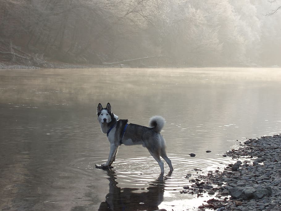 adult siberian, standing, river, daytime, Husky, Snow Dog, Dog, Sled, Sled Dog, siberian husky, blue eye